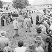 55th Marché-Concours Saignelégier, presentation, 1958