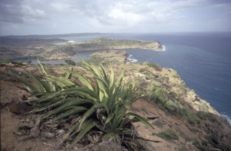 Reportage on the Caribbean islands: Agave