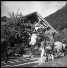 Alpabzug in the Justistal Valley, 1958