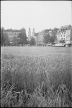 Cornfield, growing of cereals in the city; 1941