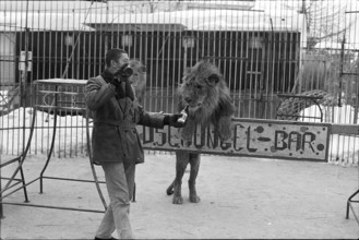 Lions training 1969
