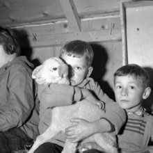 children cuddling lambs