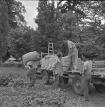 Men harvesting potatoes, 1958