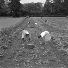 Women harvesting potatoes, 1958