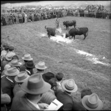 Cow fights in the Valais, 1954