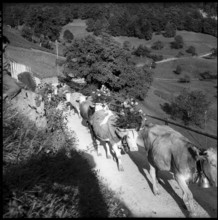 Alpabzug in the Justistal Valley, 1958