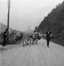 Driving the cattle to the summer alps, 1940