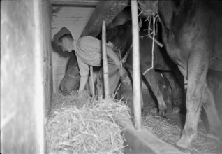Artillery soldier in horse stable 1949