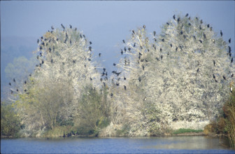 Common cormorants on tree, Wurmsbach 1984