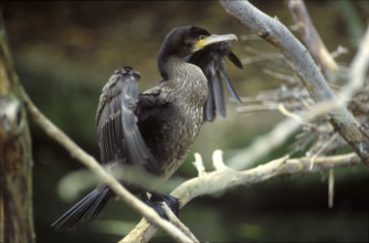 Common cormorant drying his feathers 1984