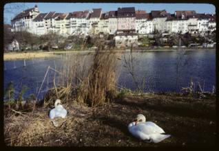 Wil (SG) and city pond 1984
