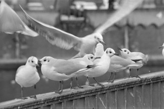 Seagulls in Zurich 1976
