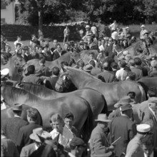 60th Marché Concours Saignelégier, 1963
