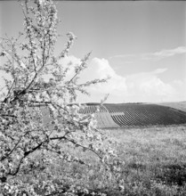 Springtime, circa 1948