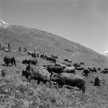 Cow fight in the pasture, 1955