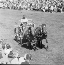 60th Marché Concours Saignelégier, 1963