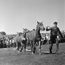 60th Marché Concours Saignelégier, 1963