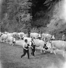 Driving the cattle to the summer alps, 1940