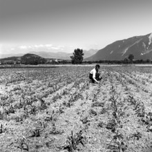 Farmer in rice field around 1940
