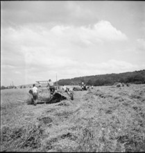 WW2: oat crop, common land 1942