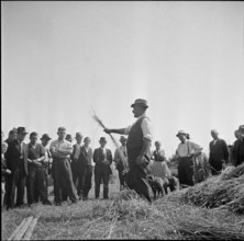 WW 2: grain crop, harvest, instructor, Strickhof 1940