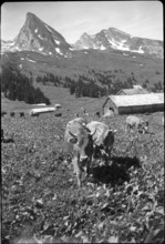 Saanen 1940; Cattle on the willow