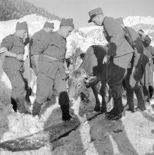 Airolo 1951, Evacuation of a cow