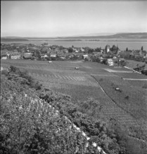 Winegrowers village Twann, 1947