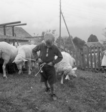 Separation of the sheep in autumn, 1941