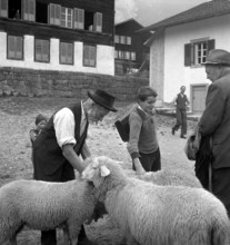 Separation of the sheep in autumn, 1941