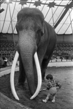 Circus Knees; Child with elephant 1963