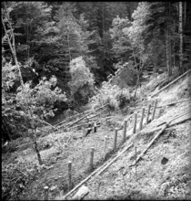 law; land slide after heavy rains, damaged wood; 1946