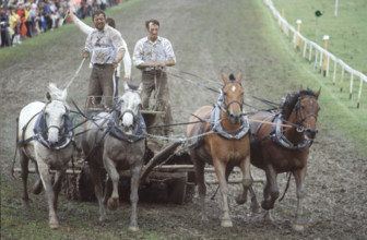 Horse race