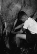 WW2: farming camp; boy milking a cow, 1941