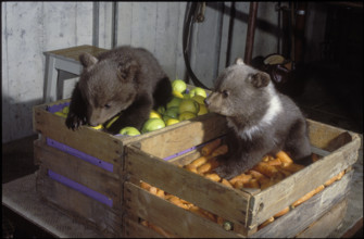 Offspring in vegetable case