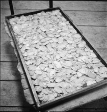 Sliced potatoes on baking tray; 1941