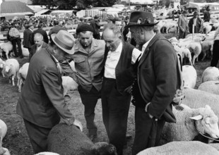 Separation of the sheep in autumn in Riffenmatt, 1970