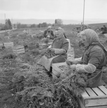 Women harvesting carrots in the canton of Vaud, 1957