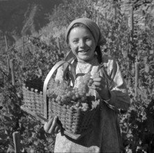 Heidenwein: young winegrower at vintage, 1956