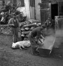 Saillon, slaughtering of the New Year's pig: pork boiled, blanched in a trough; 1948