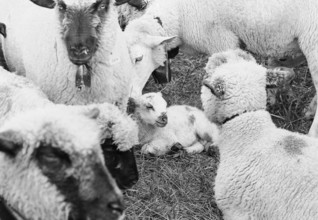 Sheep in Riffenmatt 1969