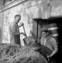 Vintage in Riex in the Lavaux, 1957