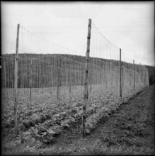 Runner bean: research institute of ETH, Kemptthal 1958