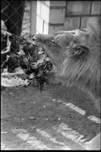 Feeding lion with poultry 1970