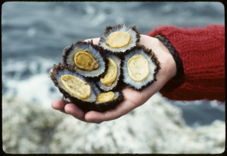 Mussels from the Atlantic, Azores 1984