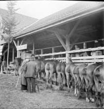 38th Marché-Concours Saignelégier, foals, 1941