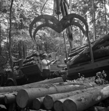 transport of tree trunks with crane
