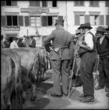 Young cattle exhibition in Glarus 1955