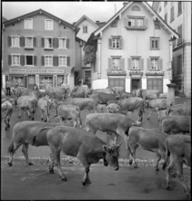 Cattle transport to the mountain pastures, 1941
