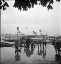 Cattle transport on the Lake Lucerne, 1941